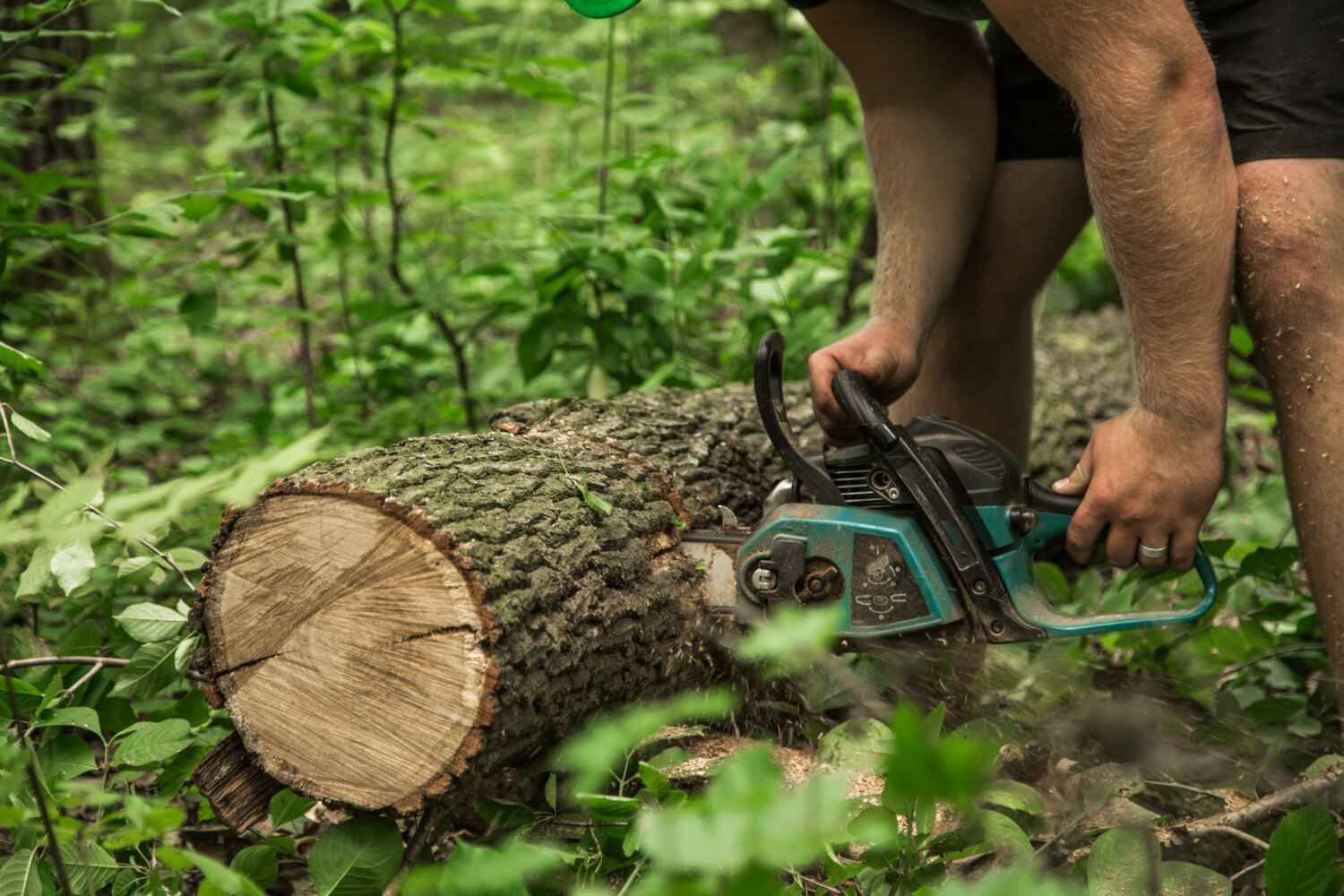 Best Professional Tree Care  in Kemah, TX